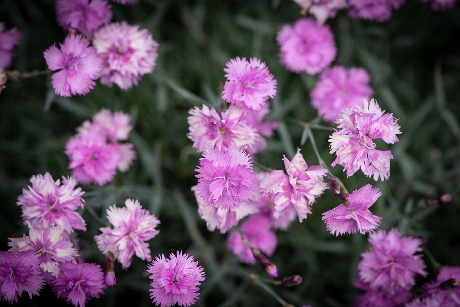 Гвоздика блестящая — Dianthus nitidus