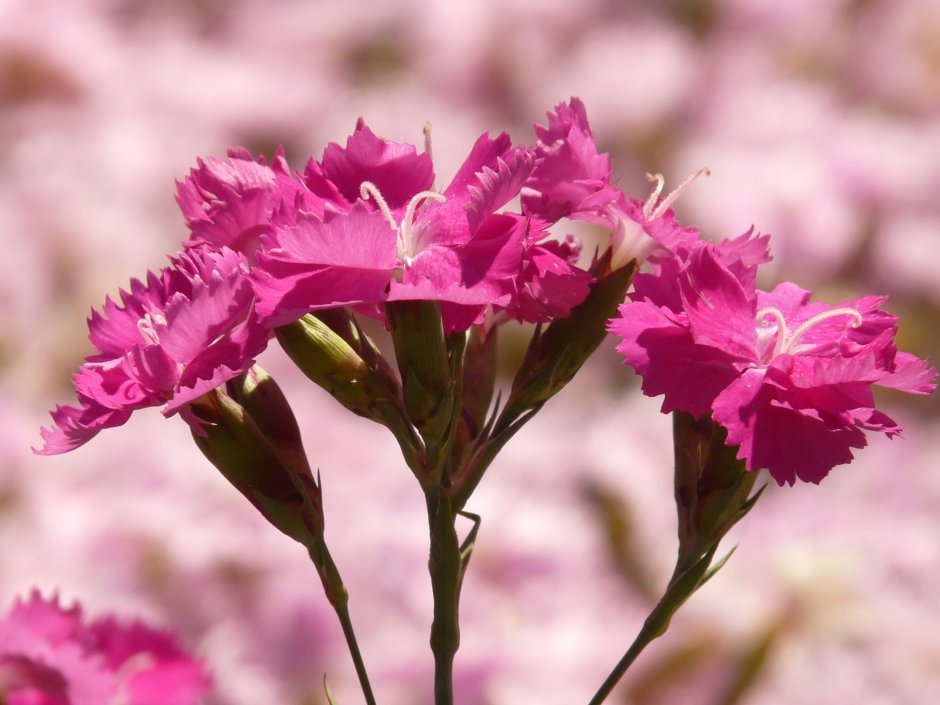 Гвоздика Амурская (Dianthus amurensis)