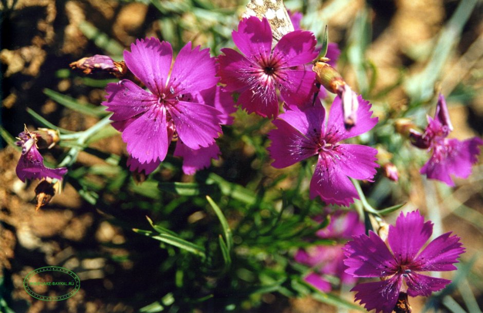 Гвоздика травянка (Dianthus deltoides)