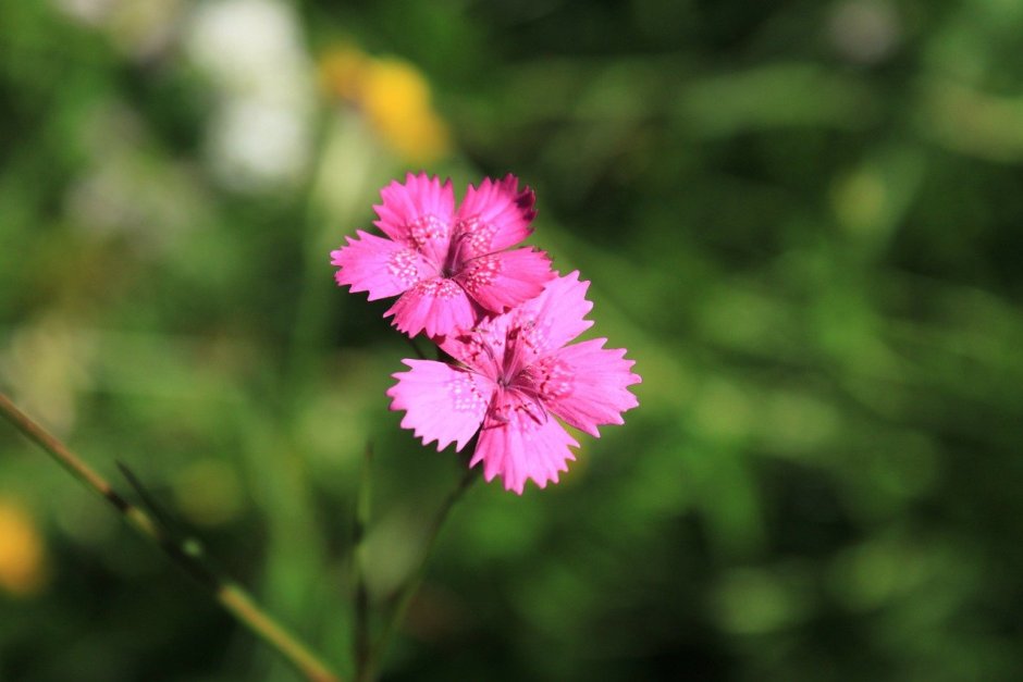 Dianthus Flower