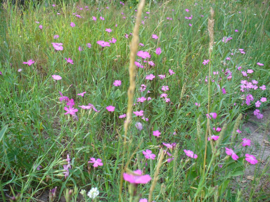 Dianthus ramosissimus