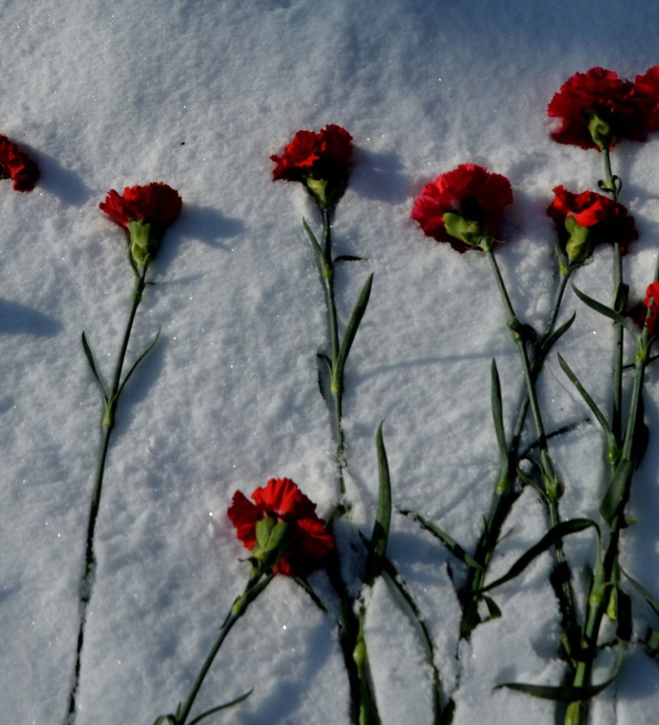 Красные гвоздики на снегу
