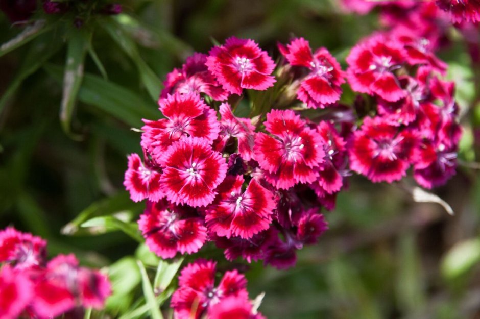 Гвоздика бородатая - Dianthus barbatus