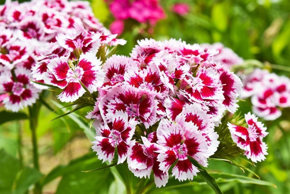 Гвоздика турецкая (Dianthus barbatus)