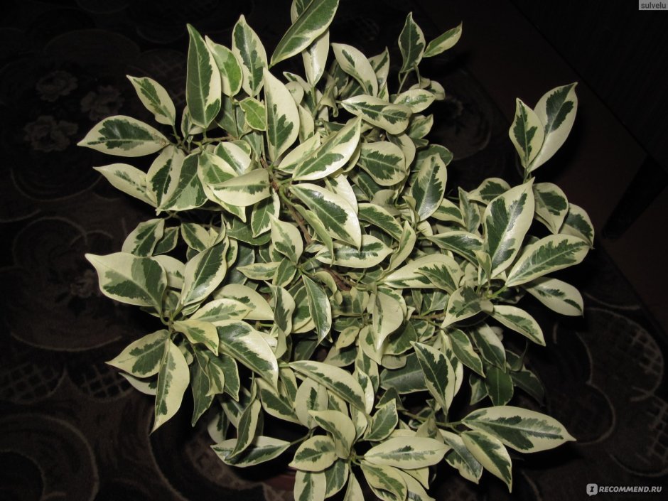 Cleyera japonica