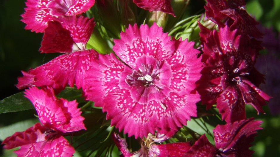 Гвоздика турецкая (Dianthus barbatus)
