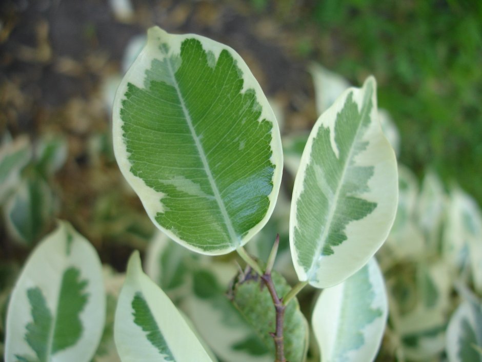 Ficus leaves