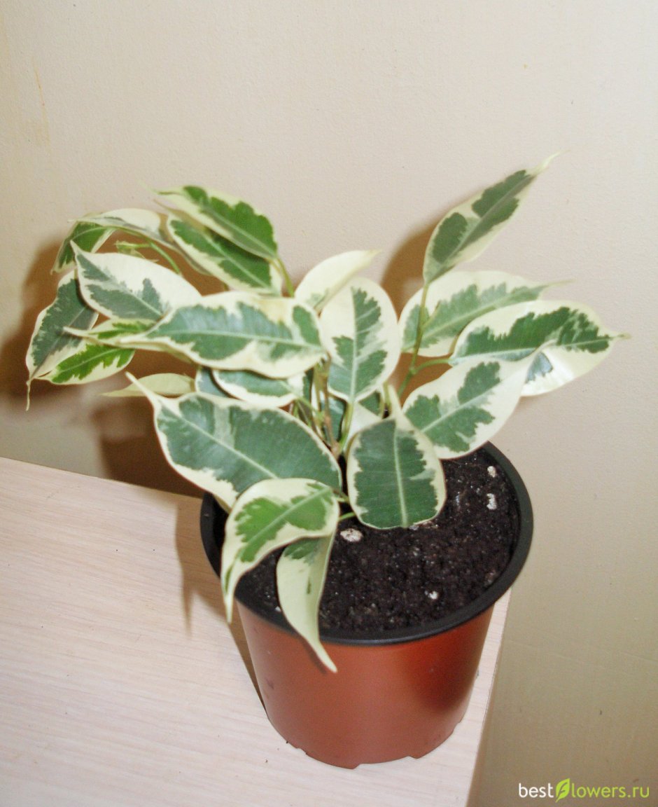 Старлайт Ficus Starlight