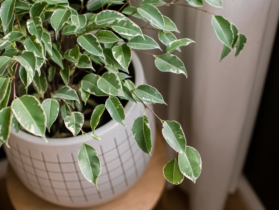 Ficus lyrata Tree