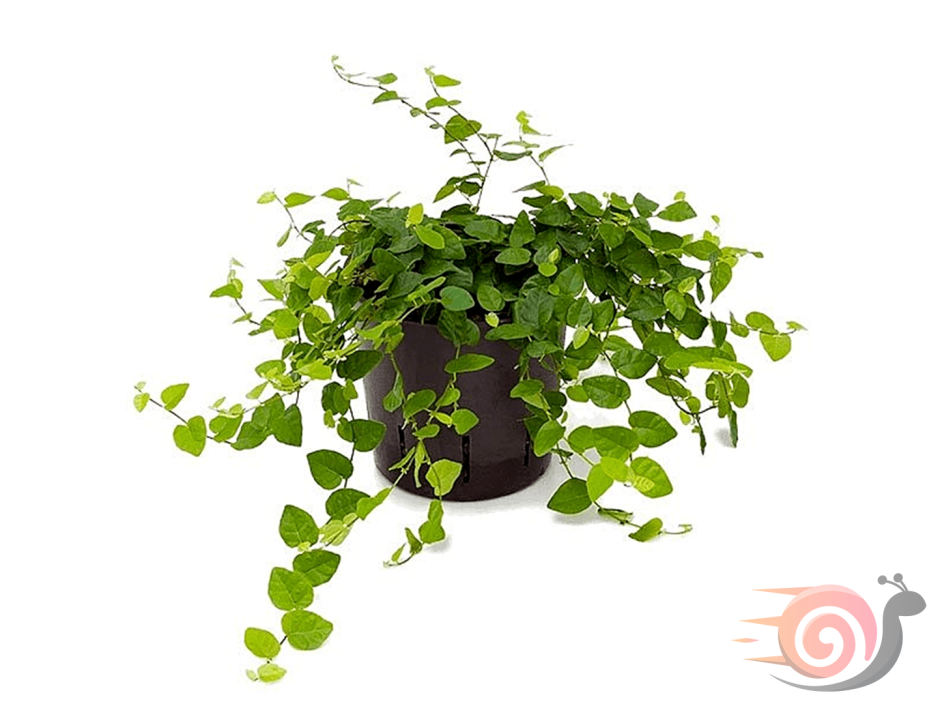 Пеперомия ползучая Peperomia Serpens