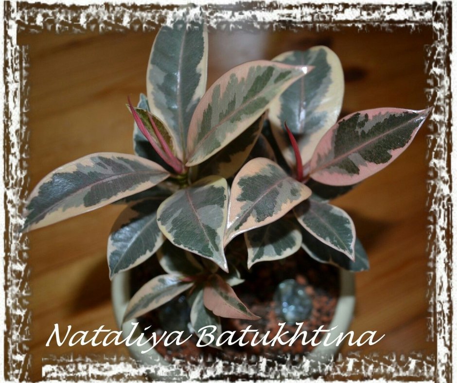 Фикус Триколор (Ficus Tricolor):