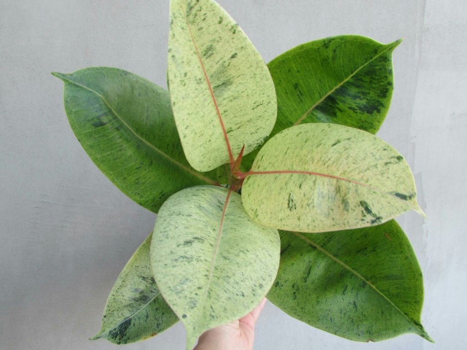 Фикус Бенджамина. Ficus benjamina - CV. Variegata