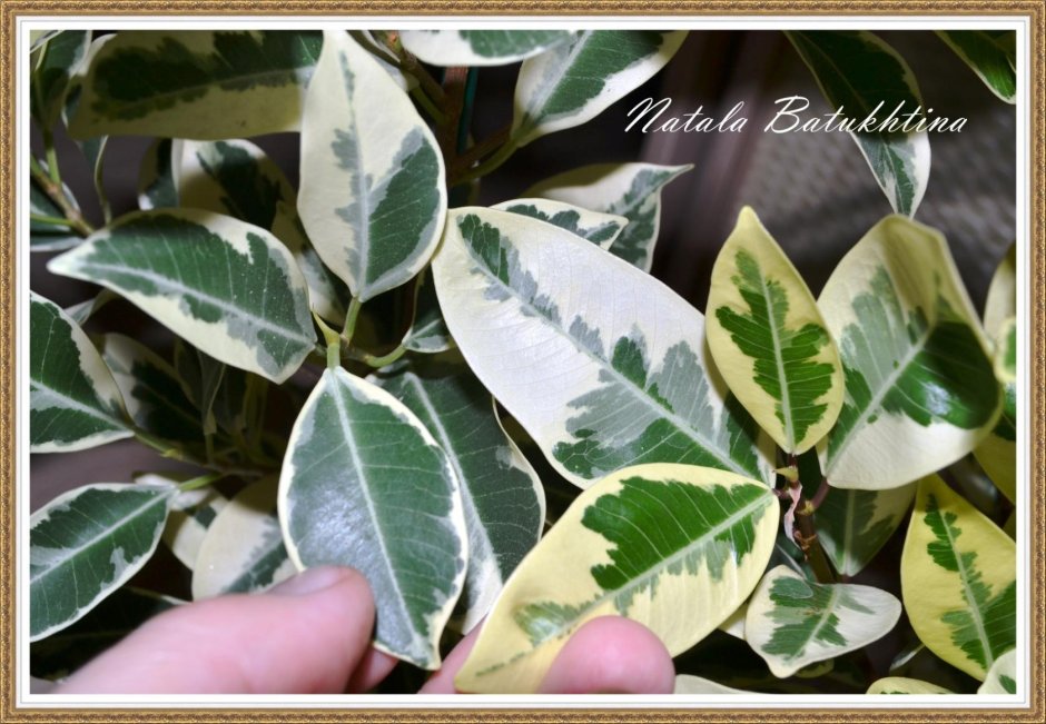 Фикус каучуконосный Ficus elastica