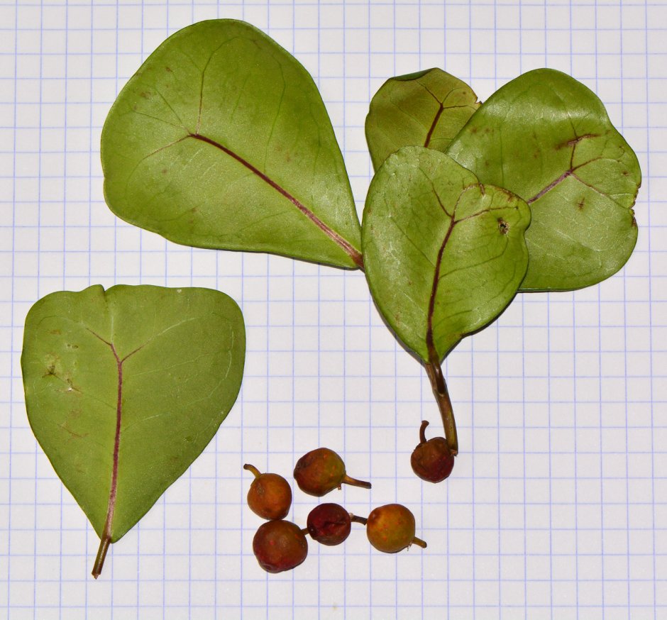 Ficus deltoidea