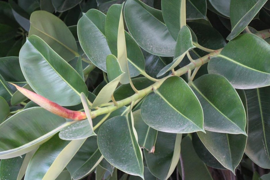 Ficus petiolaris (фикус)