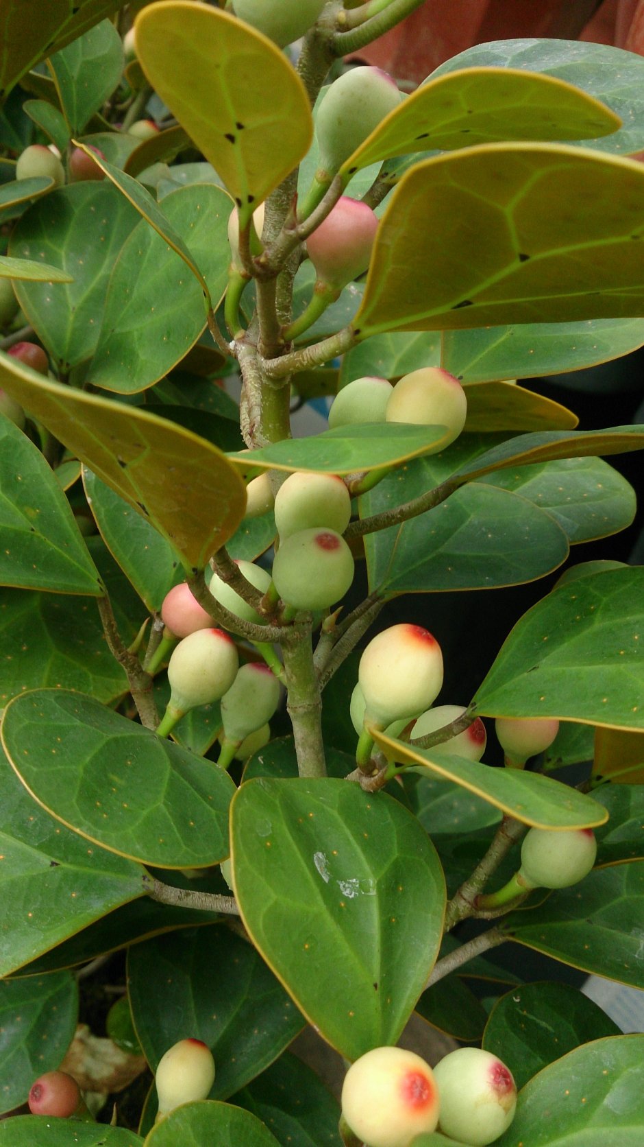 Ficus deltoidea (фикус дельтовидный) .