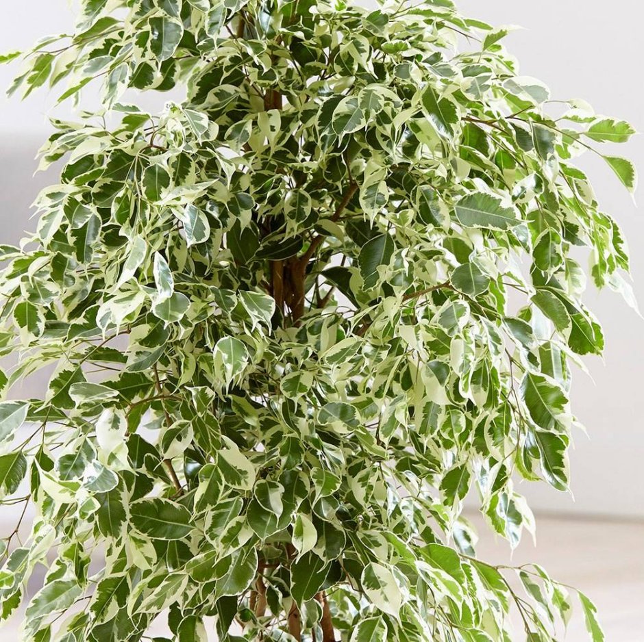 Фикус Голден Кинг Ficus Golden King