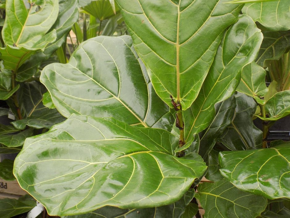 Ficus elastica Leaf isolated