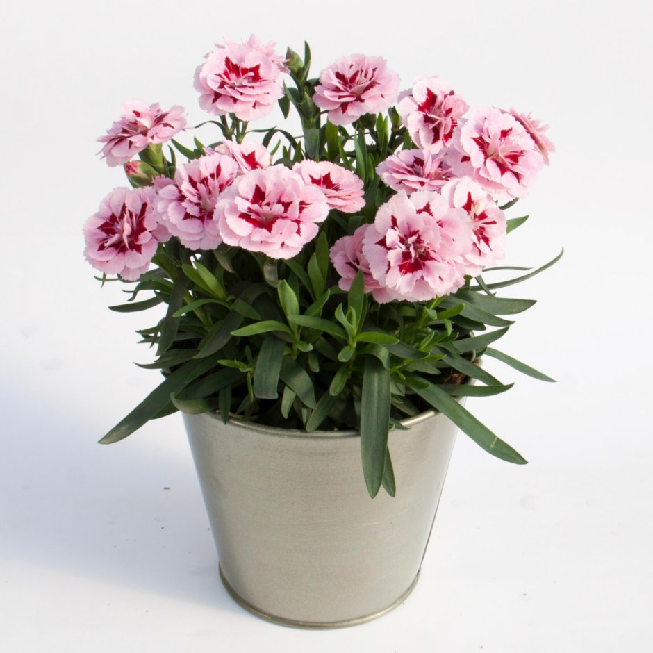 Гвоздика Dianthus Oscar