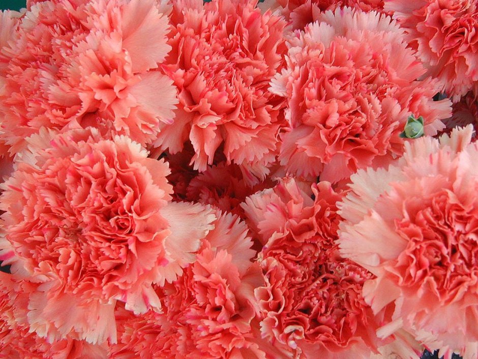 Гвоздика Carnation