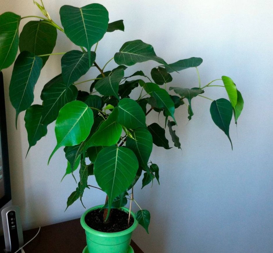 Ficus religiosa растение