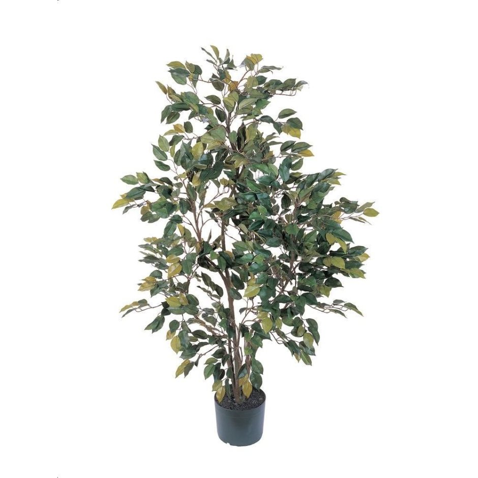 Ficus mysorensis