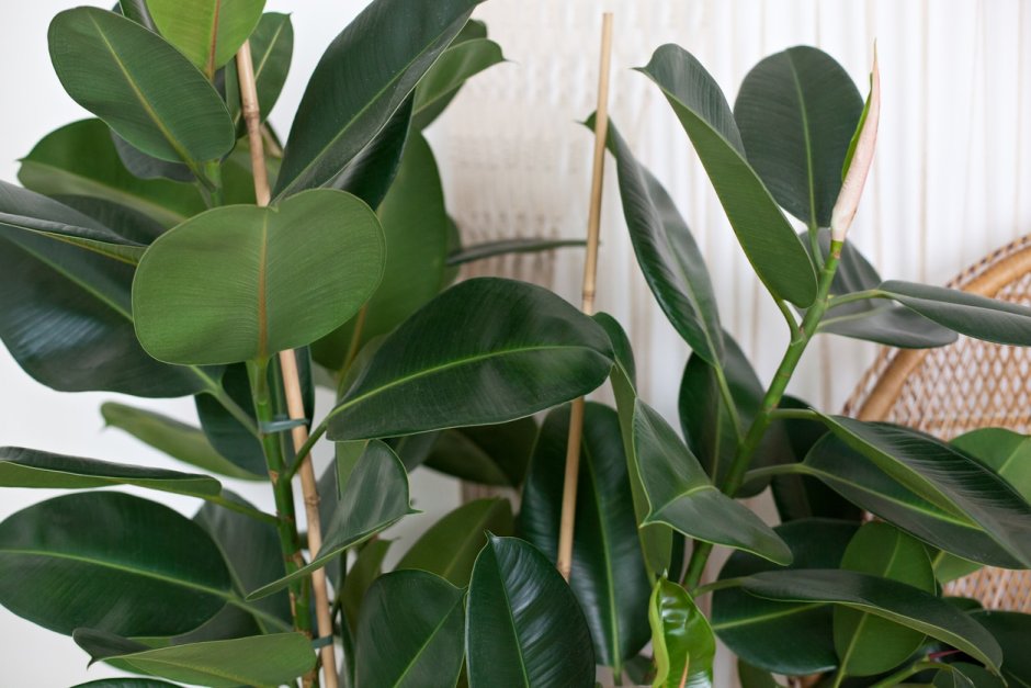 Rubber Plant (Ficus elastica)