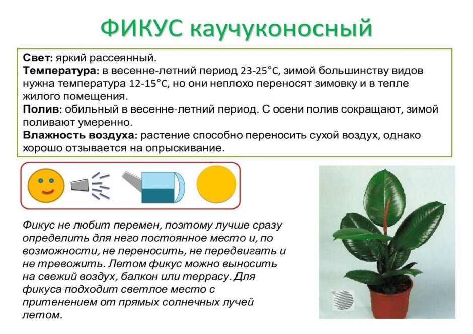 Паспорт цветов в детском саду фикус