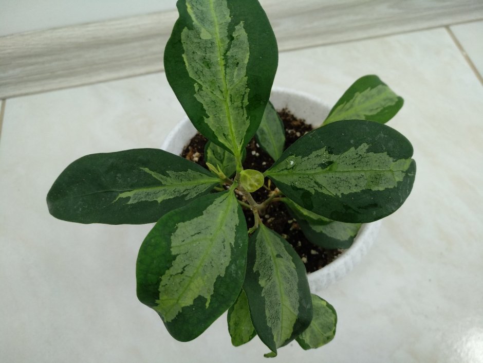 Фикус diversifolia variegata