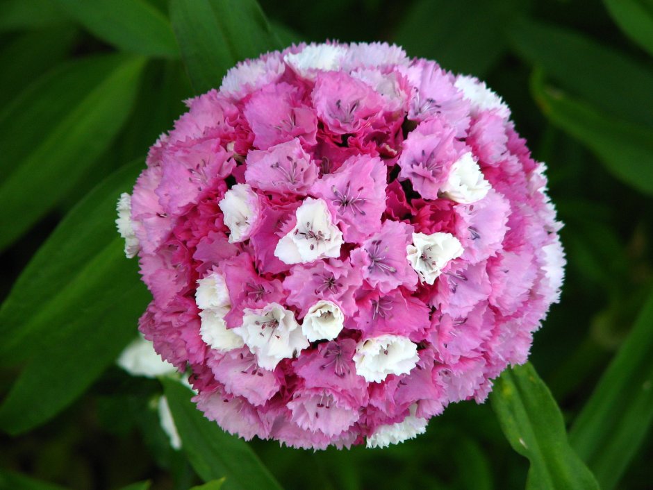 Гвоздика турецкая (Dianthus barbatus)