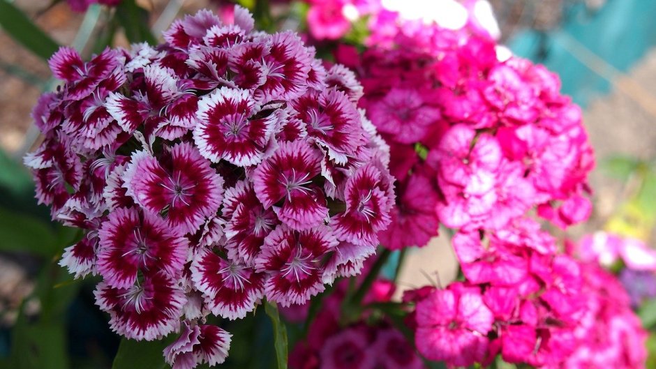 Гвоздика бородатая - Dianthus barbatus