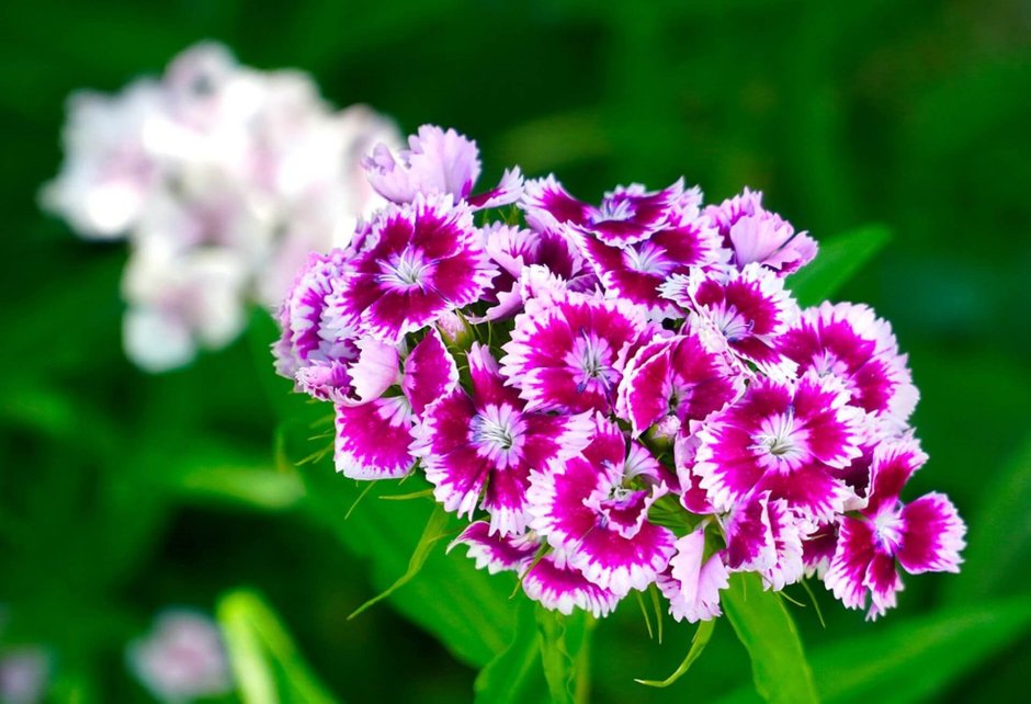 Гвоздика бородатая - Dianthus barbatus