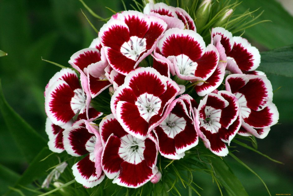 Цветы турецкая гвоздика