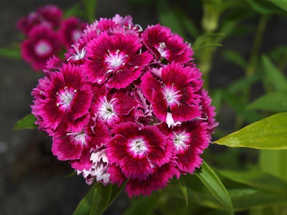 Гвоздика (Dianthus chinensis) Coronet