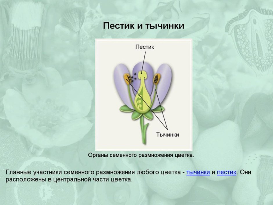 Органы пестика и тычинки