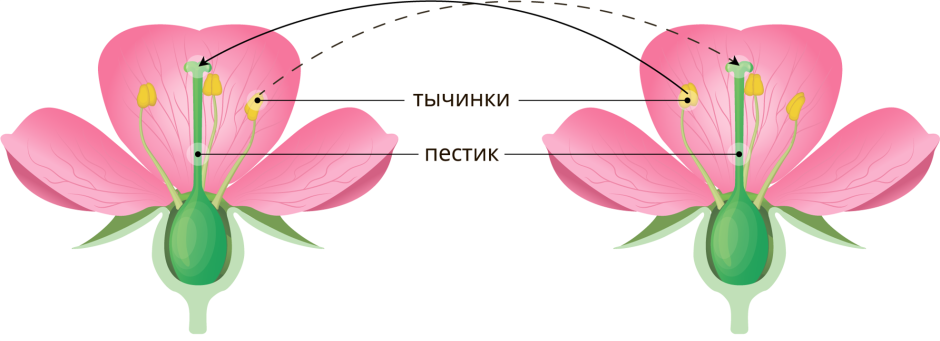 Процесс опыления цветка