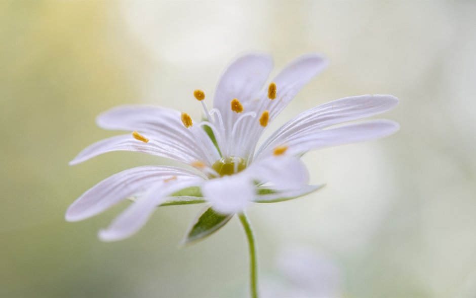Белый цветок с длинными тычинками