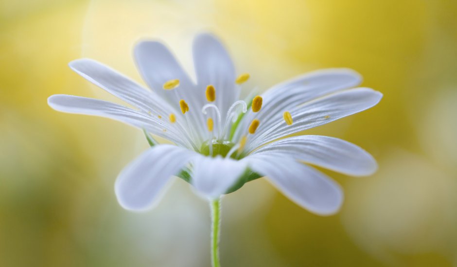 Полевой цветок с белыми лепестками