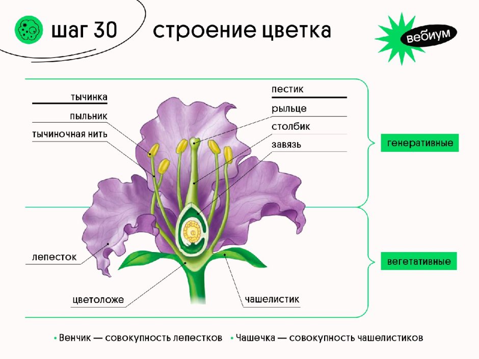 Строение цветка