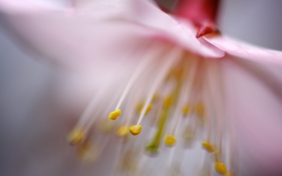 Цветок бело розовый с желтыми пестиками
