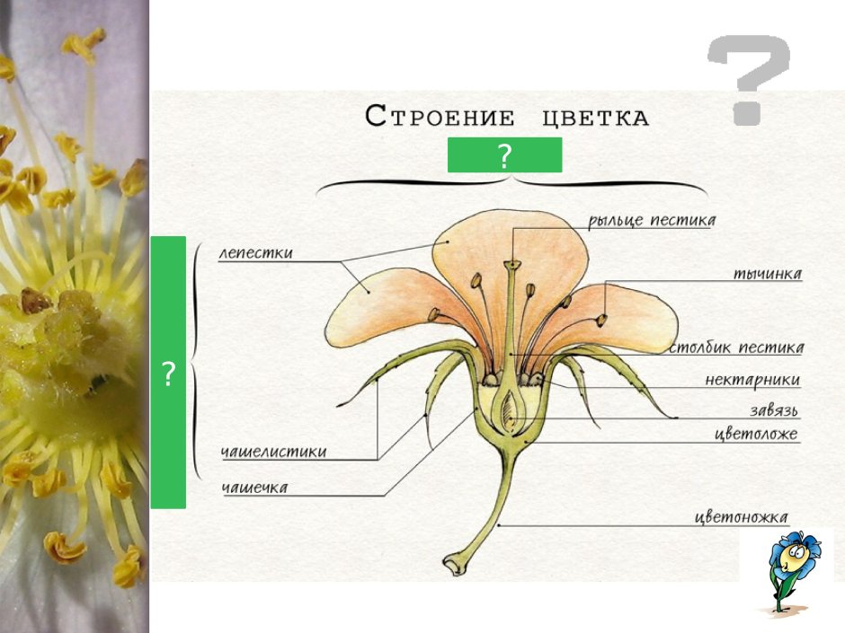 Строение пестика и тычинки