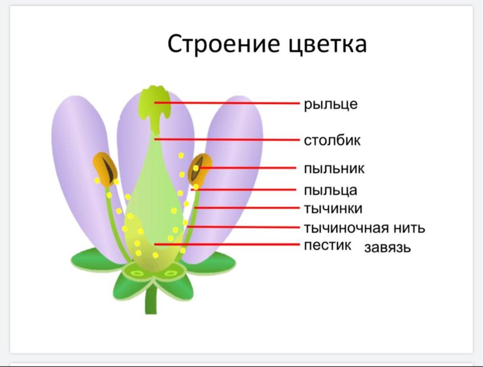 Генеративные органы покрытосеменных растений