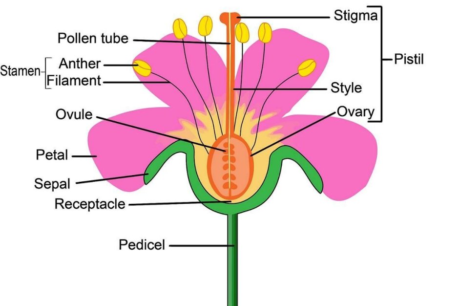 Как устроен цветок