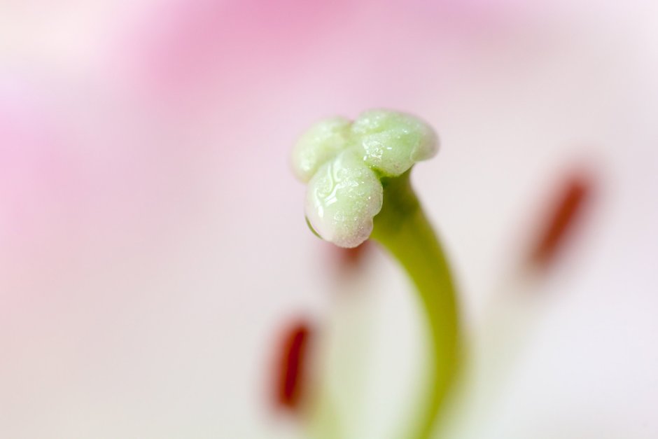 Stigma Plant