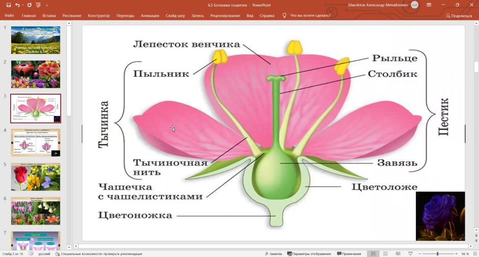 Строение однодомного цветка 6 класс биология
