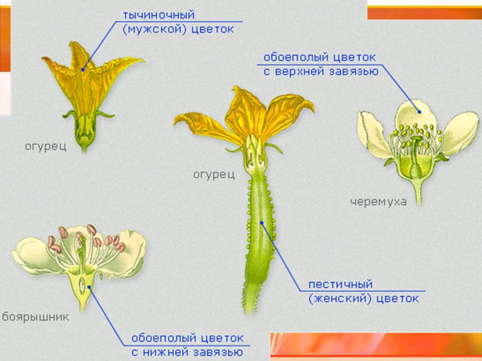 Строение тычиночного цветка огурца
