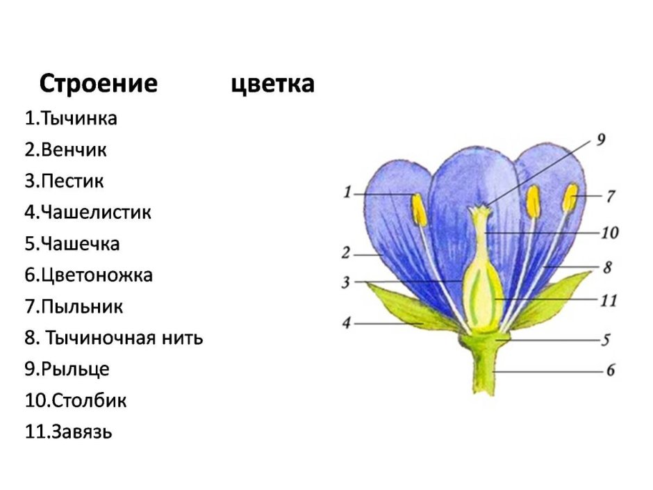 Строение растения тычинка пестик