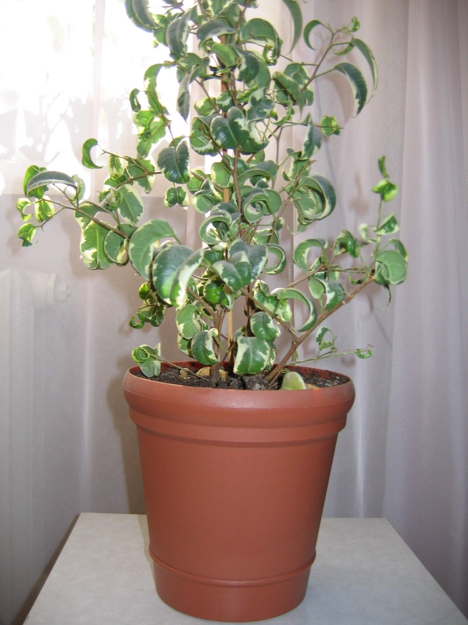 Ficus rubiginosa Bonsai