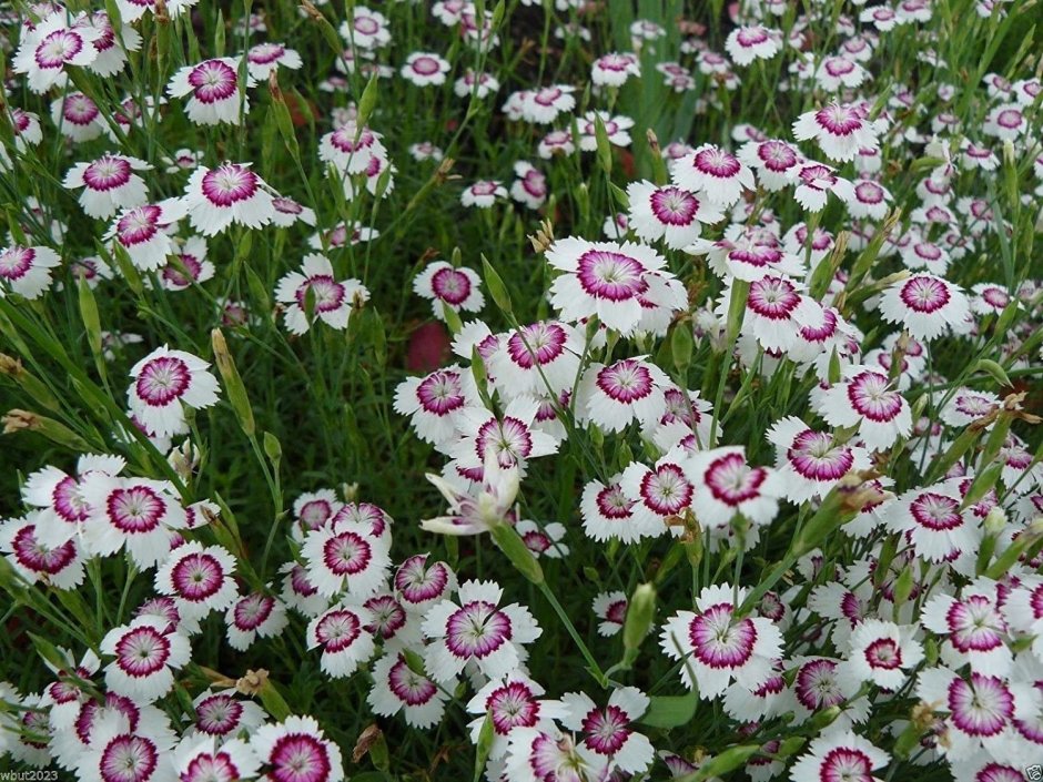 Гвоздика травянка (Dianthus deltoides)