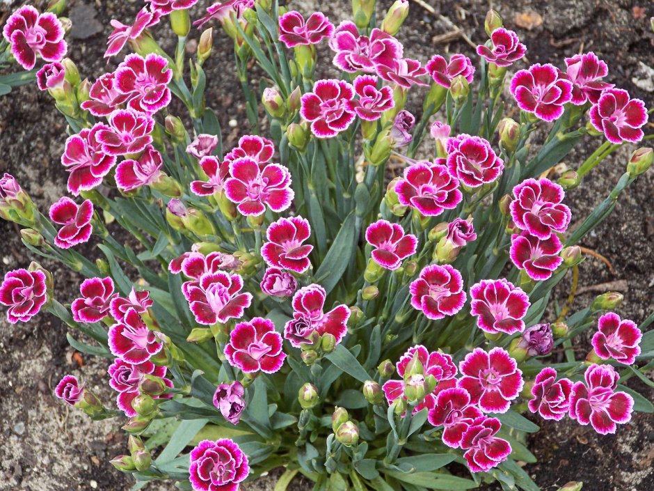 Садовая гвоздика (Dianthus caryophyllus)